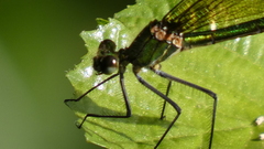 Calopteryx xanthostoma