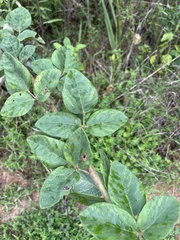 Desmodium viridiflorum