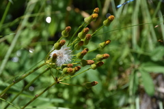 Senecioninae