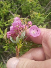 Kalmia polifolia