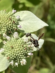 Physocephala marginata