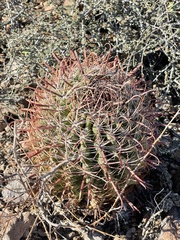 Ferocactus peninsulae
