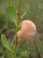 Lyonia fruticosa