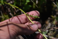 Senecioninae