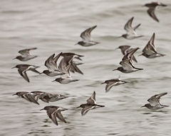 Calidris maritima