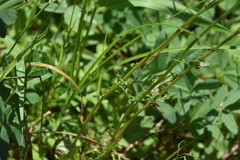 Senecioninae