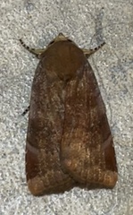 Noctua janthina