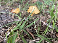Marasmius vagus