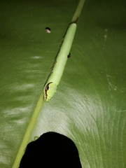Eupanacra