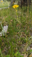 Senecioninae
