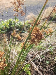 Juncus effusus