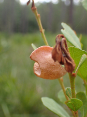 Lyonia fruticosa