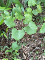 Vitis rotundifolia