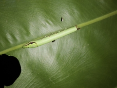 Eupanacra