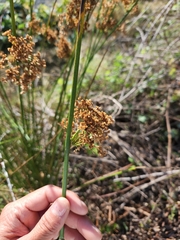 Juncus effusus