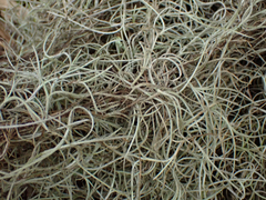 Tillandsia usneoides