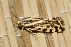 Acontia trabealis