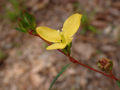 Ludwigia maritima