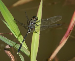 Orthetrum sabina