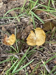 Cantharellus lateritius