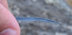 Cyanopica cooki