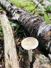 Leccinum holopus