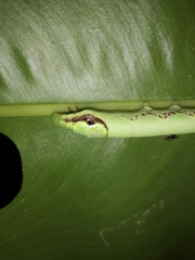 Eupanacra