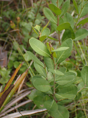 Lyonia fruticosa