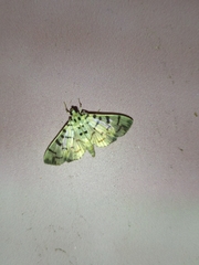 Dichocrocis sabatalis