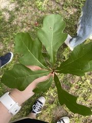 Quercus nigra