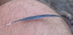Cyanopica cooki