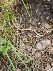 Anguis colchica