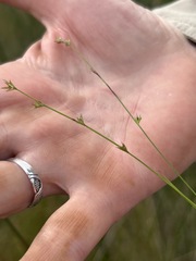 Scleria verticillata