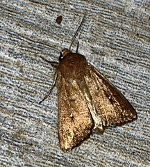 Mythimna albipuncta
