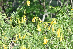 Tecoma stans angustata