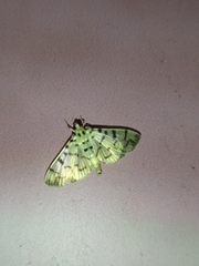 Dichocrocis sabatalis