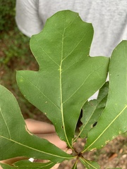 Quercus nigra