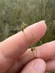 Scleria verticillata