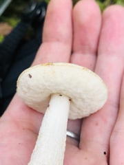 Leccinum holopus