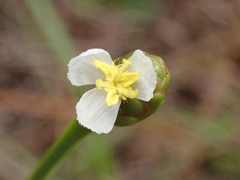 Xyris platylepis
