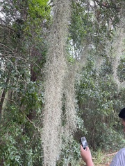 Tillandsia usneoides