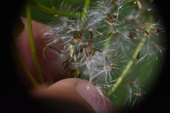 Senecioninae