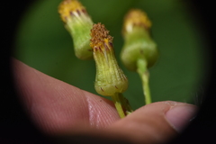 Senecioninae