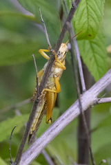 Schistocerca americana