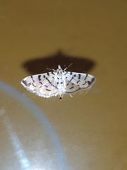 Dichocrocis sabatalis