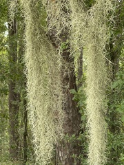 Tillandsia usneoides