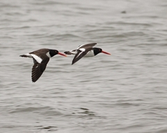 Haematopus palliatus