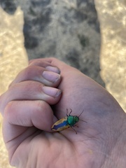 Buprestis viridisuturalis