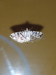 Dichocrocis sabatalis