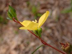 Ludwigia maritima